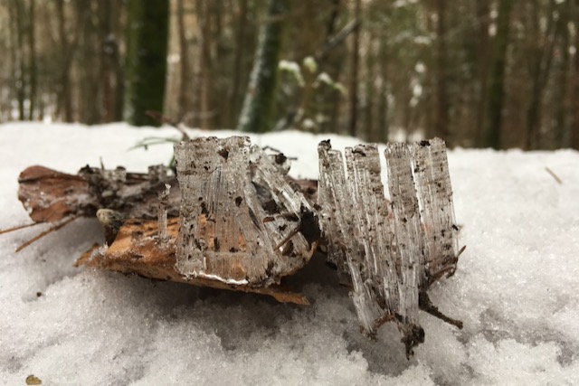 Waldkristalle